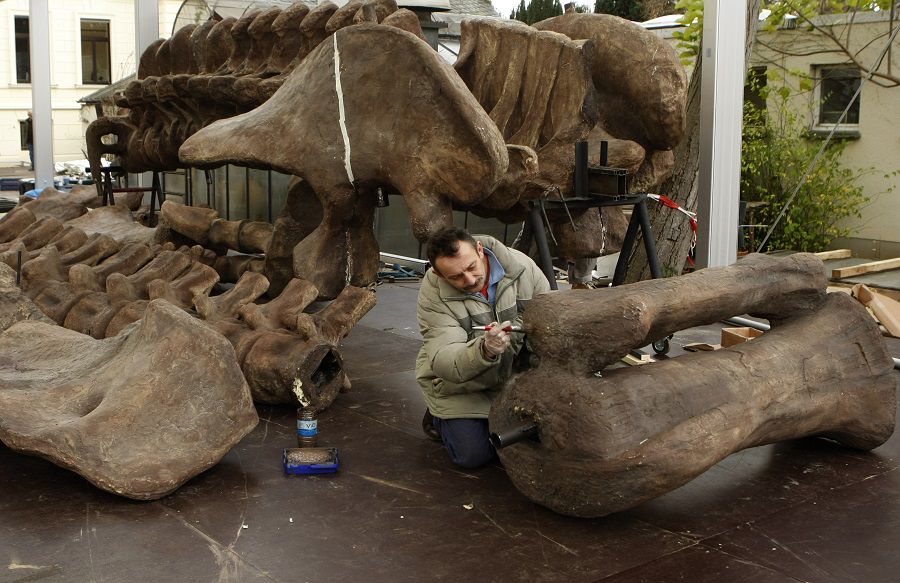 A worker prepares parts of the skeleton of an Argentinosaurus at the Museum Koenig in Bonn