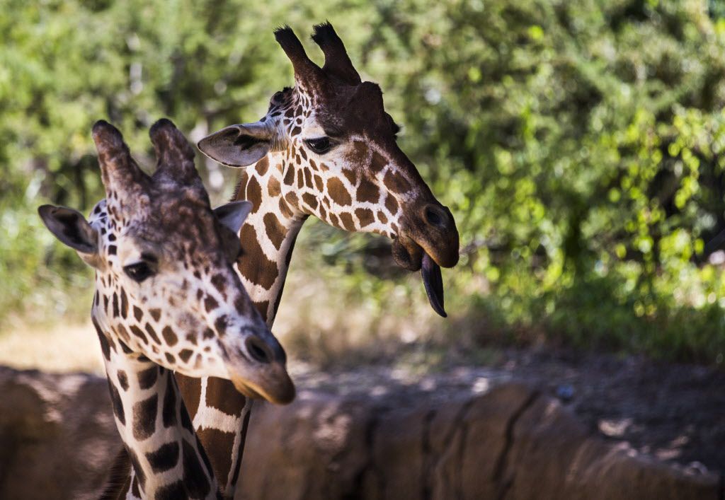 Dallas Zoo animals will go live on Facebook in 10-hour Animal Planet  marathon