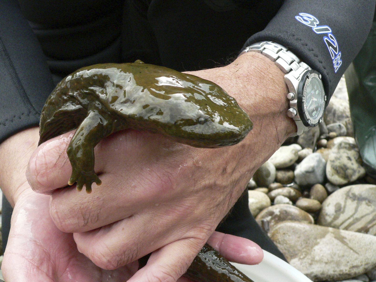 Hellbenders found in a new Pennsylvania water 