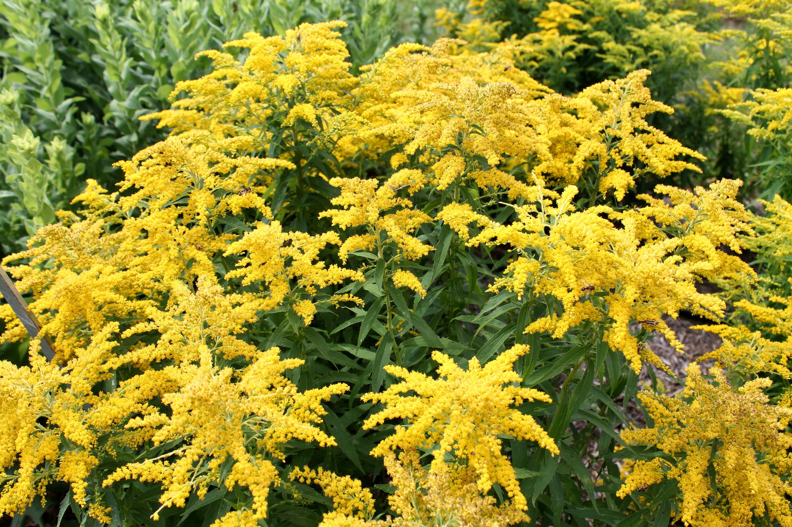 Annoyed By Floppy Goldenrods Try This Little New Version George S Plant Pick Of The Week Pennlive Com
