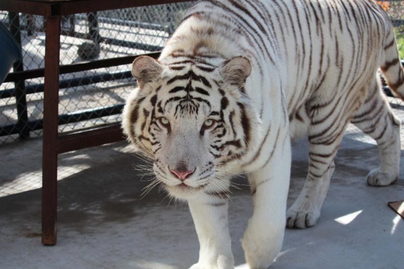 White Bengal tiger' look back for Steelers game; other NFL