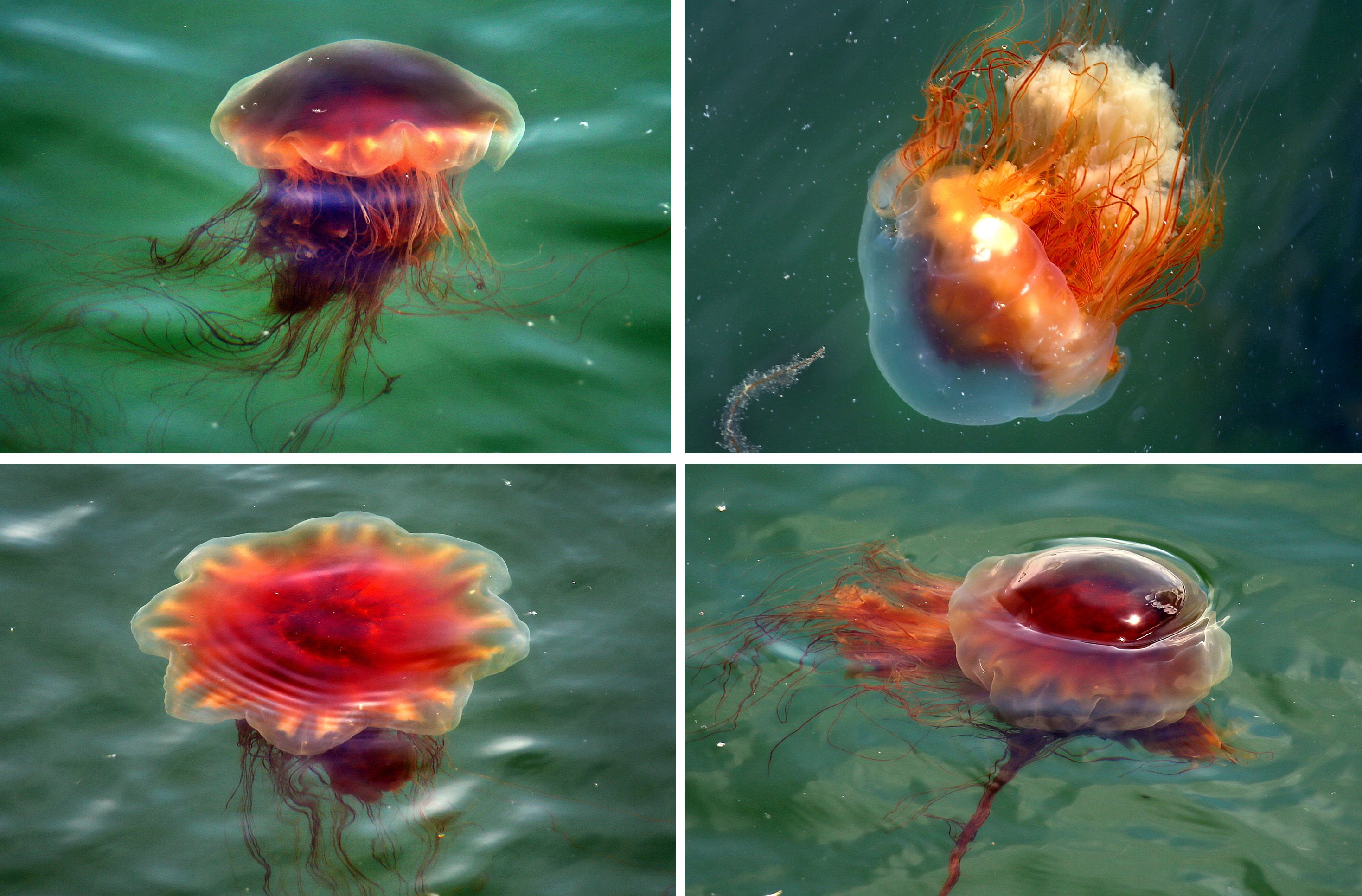 Цианея медуза многоклеточное