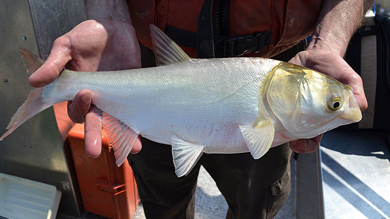 Michigan Carp Fishing Blog: People I Meet Carp Fishing