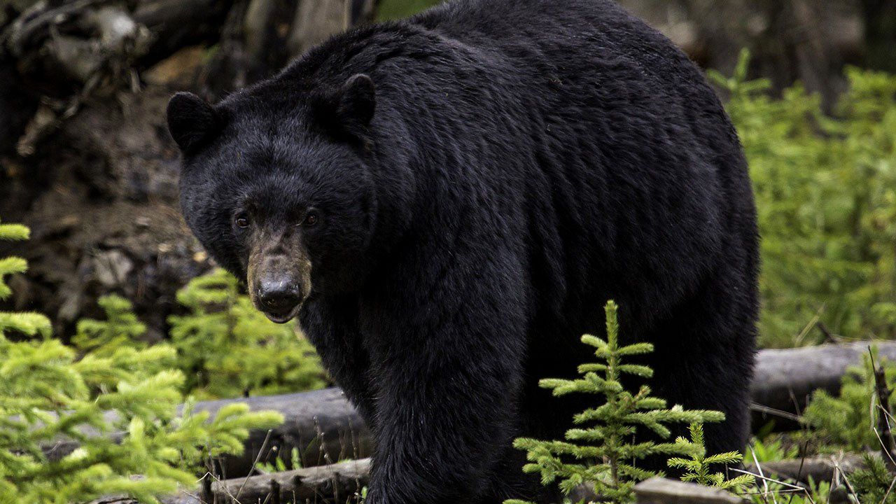 American Black Bear - Shenandoah National Park (U.S. National Park