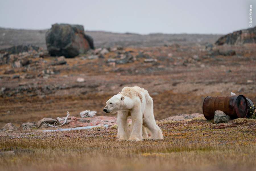 la-lucha-de-un-oso-polar-900x600.jpg