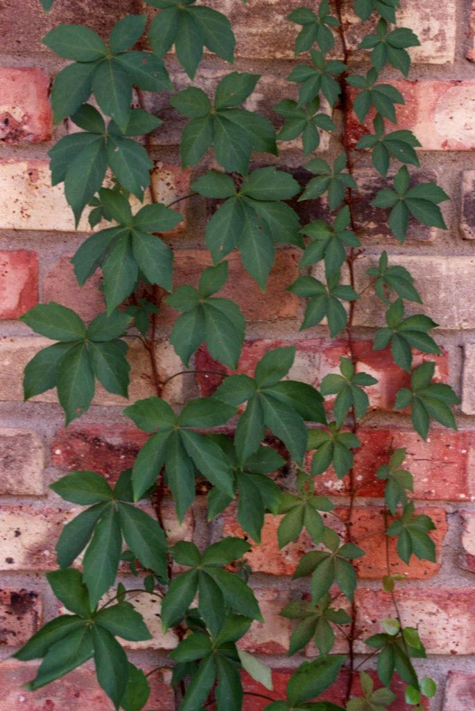 GoGardenNow - The Gardening Blog: Jeepers, Creepers! Virginia Creeper and  Boston Ivy