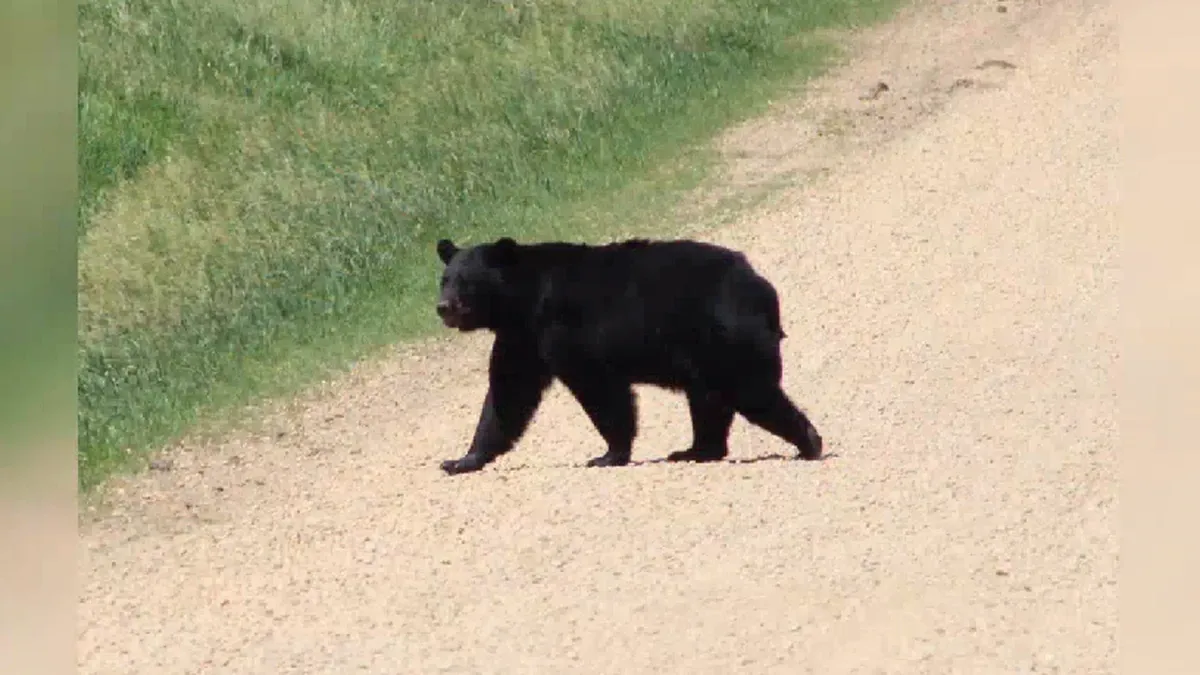 Black bears appearing in Kansas