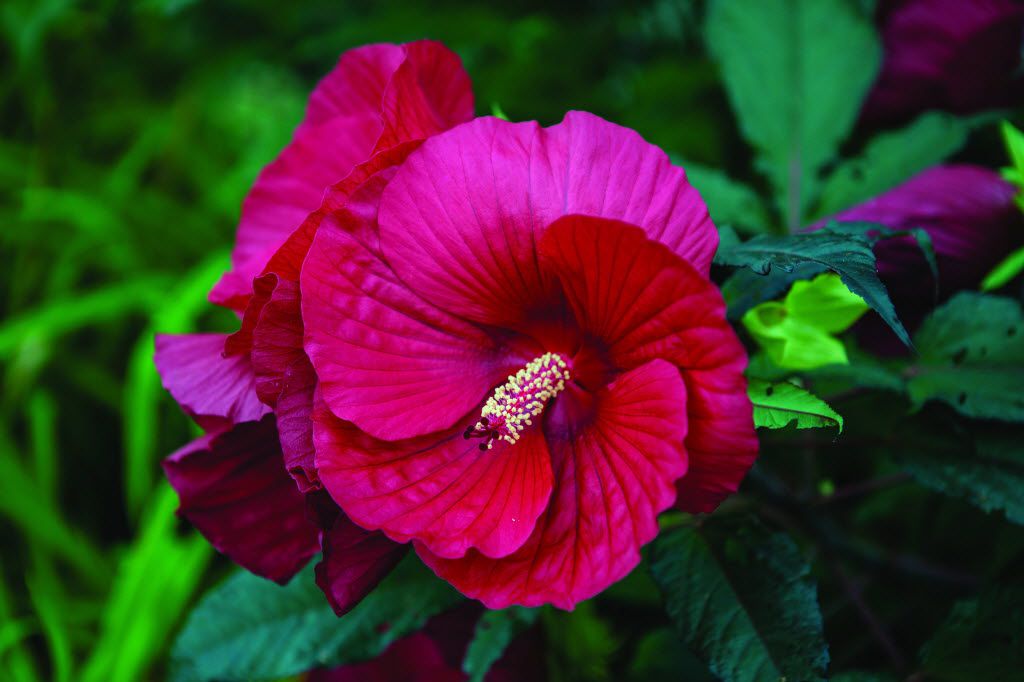 This Blooming Tropical Shrub Will Bring Glory To Your Texas Summer