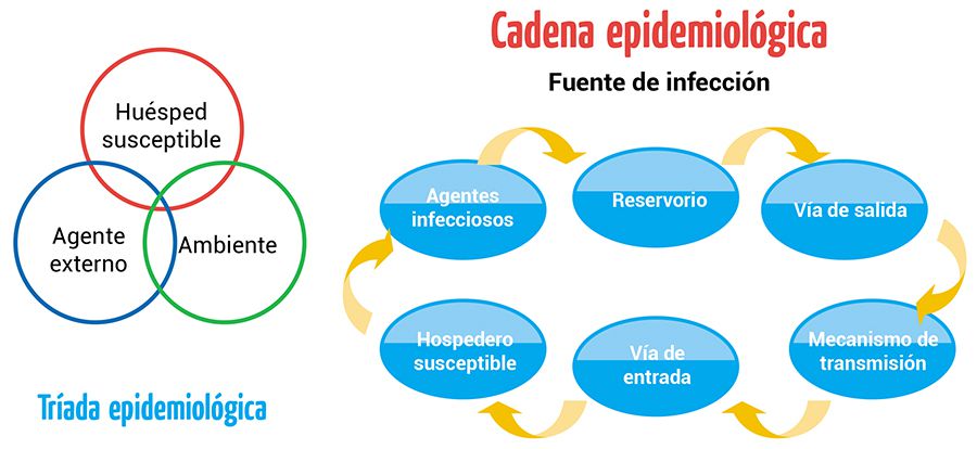 Comida arquitecto pago Enfermedades: elementos de la cadena epidemiológica - Escolar - ABC Color