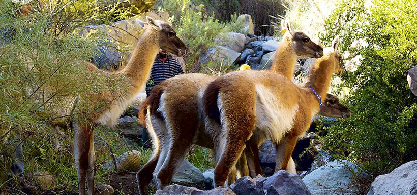 Los primeros guanacos en ser liberados entre la vegetación nativa de Cascadas de las Ánimas, en el Cajón del Maipo. Foto: Matías Guerrero