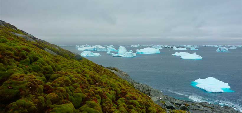 musgo-antartica