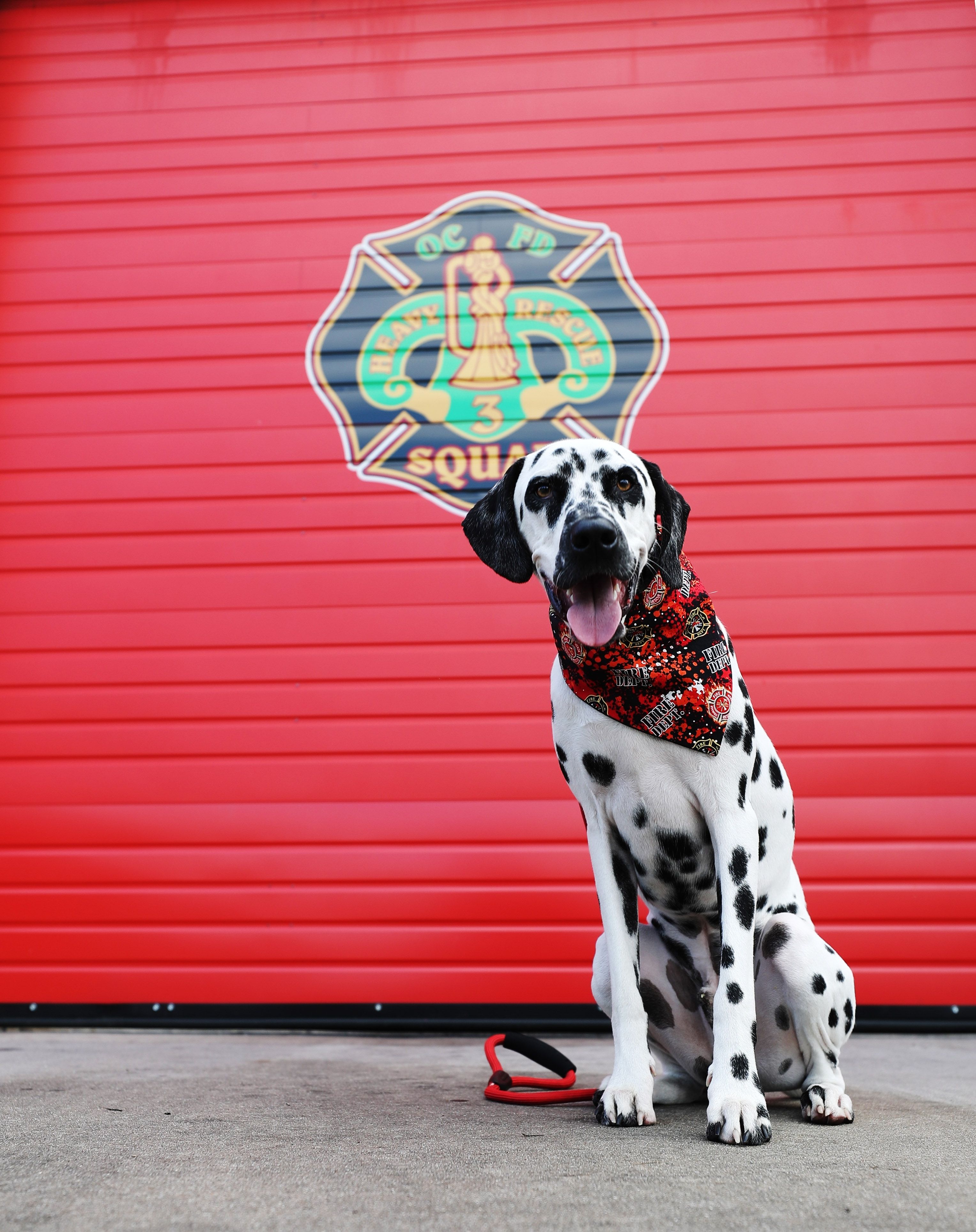 why are dalmatians considered firehouse dogs