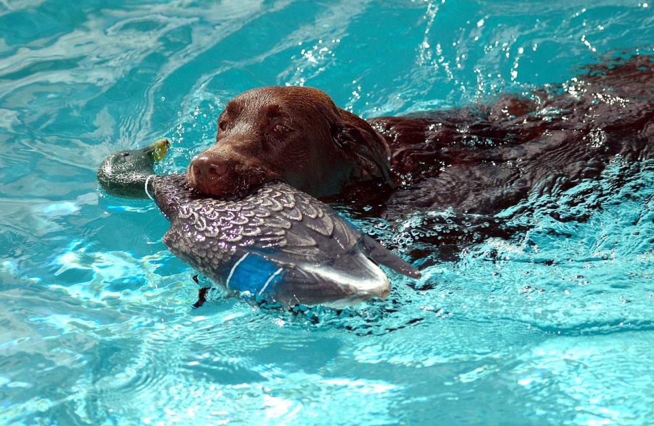 Chocolate Labs Don T Live As Long As Yellow And Black Siblings Study Finds