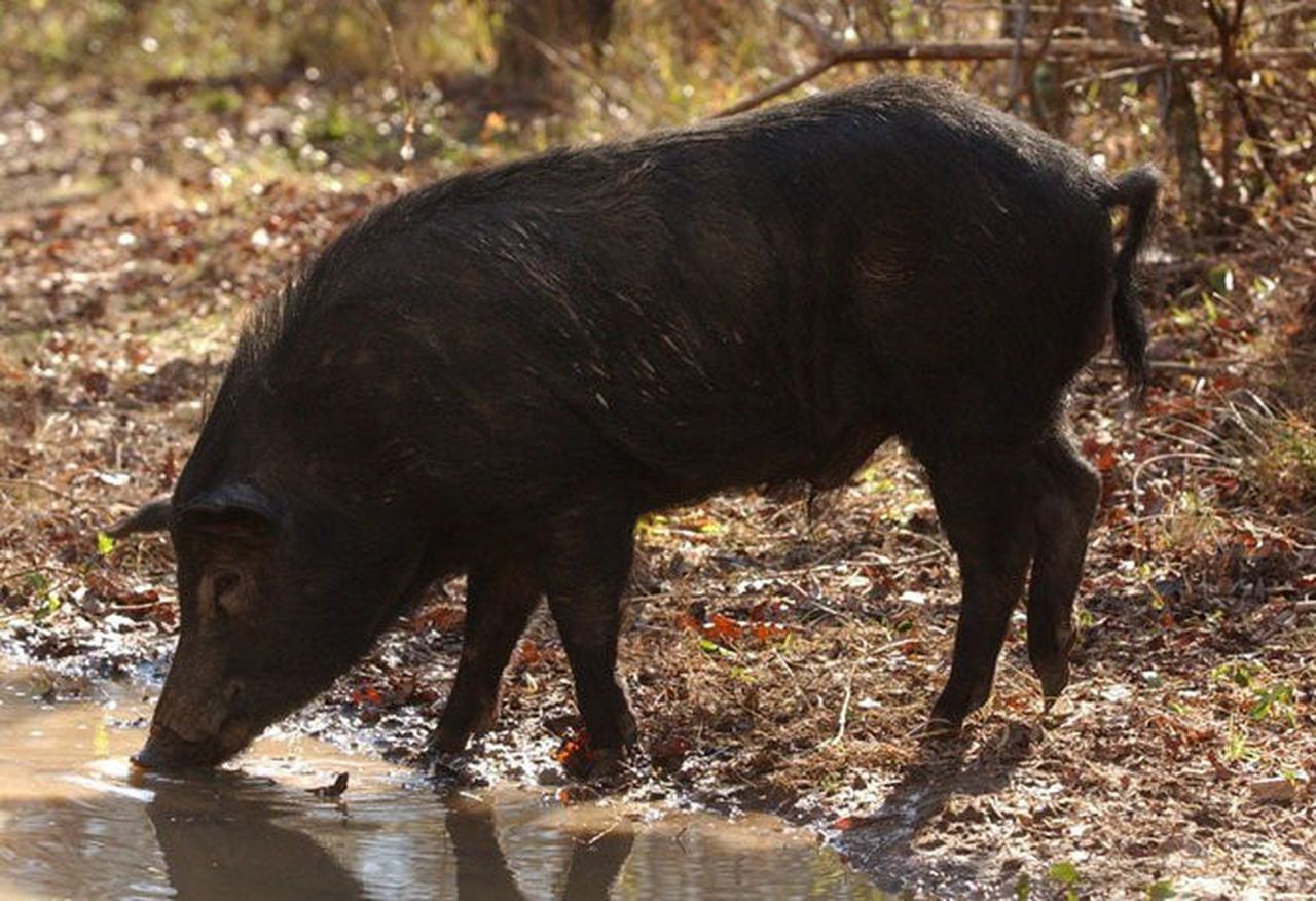 Hog wild! Unranked Arkansas upsets No. 1 Auburn 80-76 in OT