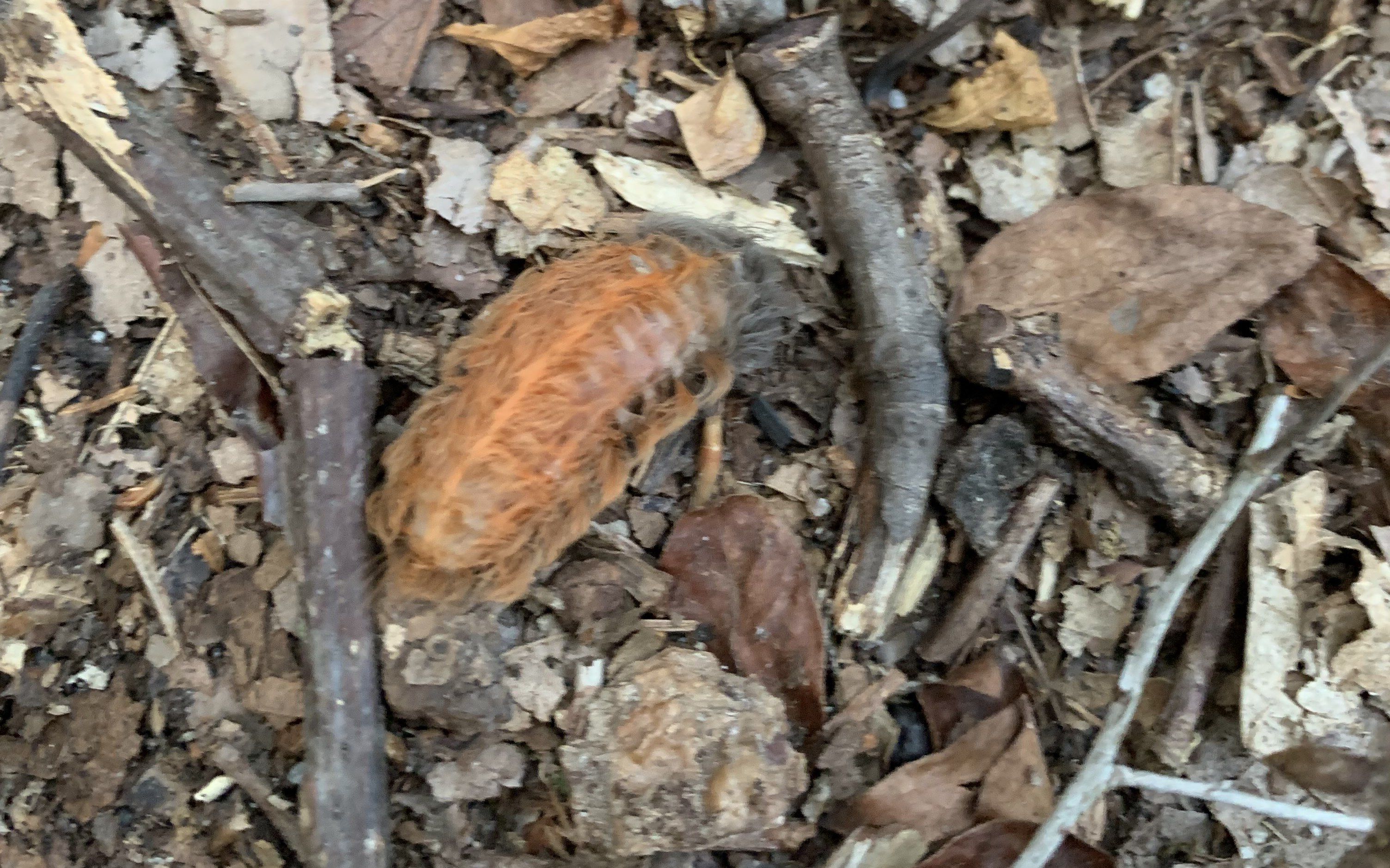 Donald trump outlet toupee caterpillar