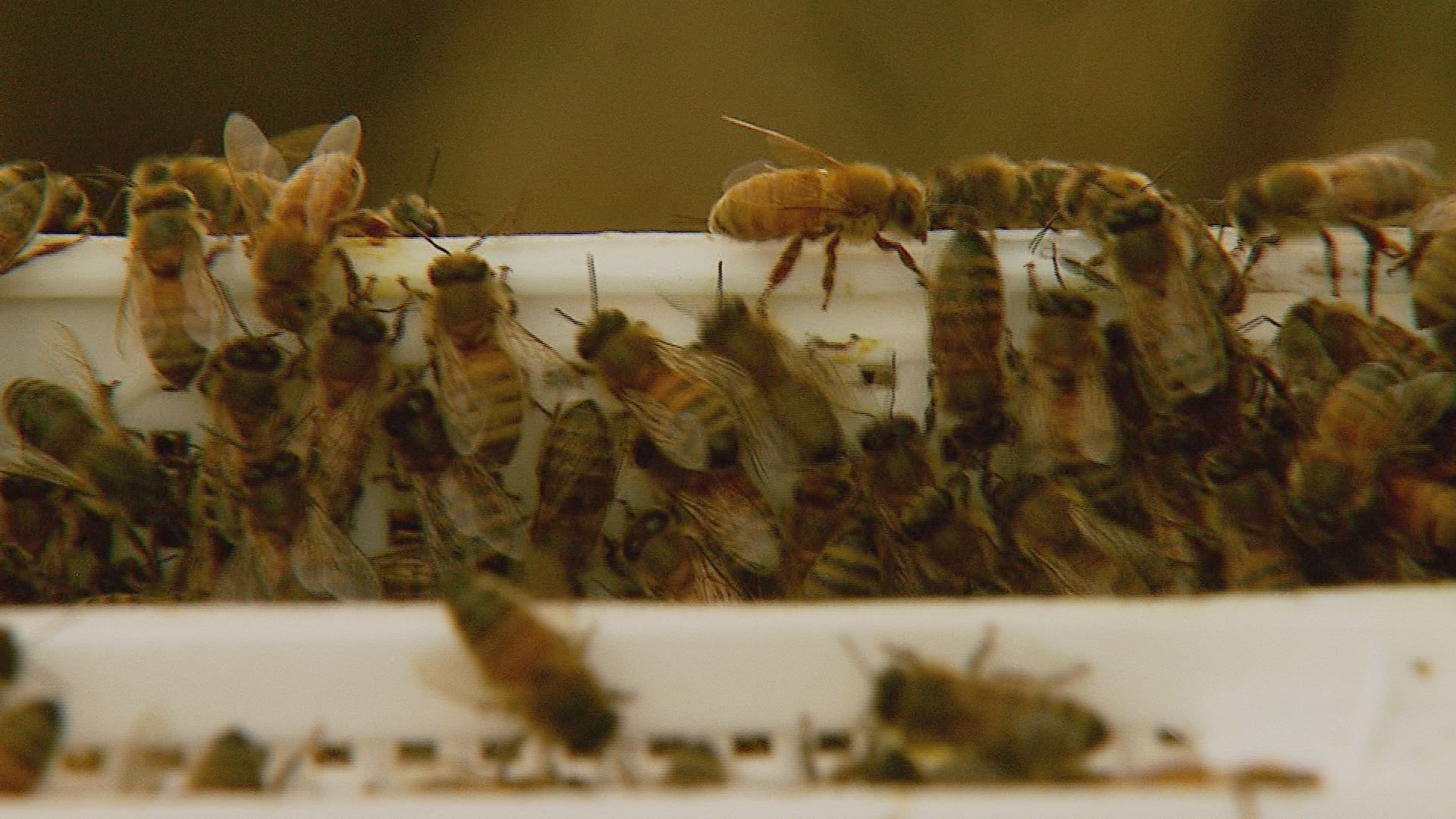 They serve a massive purpose for us': Miami beekeeper working to create a  buzz about bees - WSVN 7News, Miami News, Weather, Sports