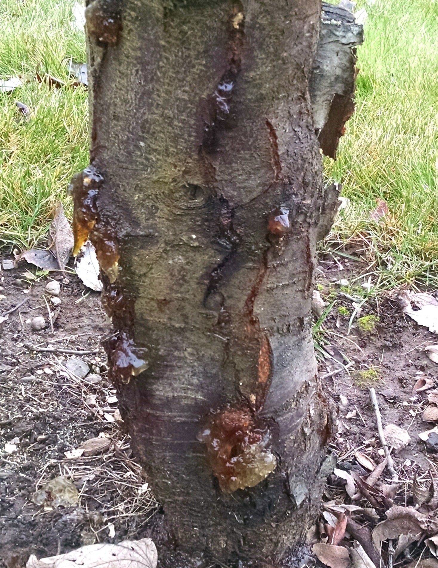 Is Bacterial Canker Damaging This Plum Tree Ask An Expert Oregonlive Com