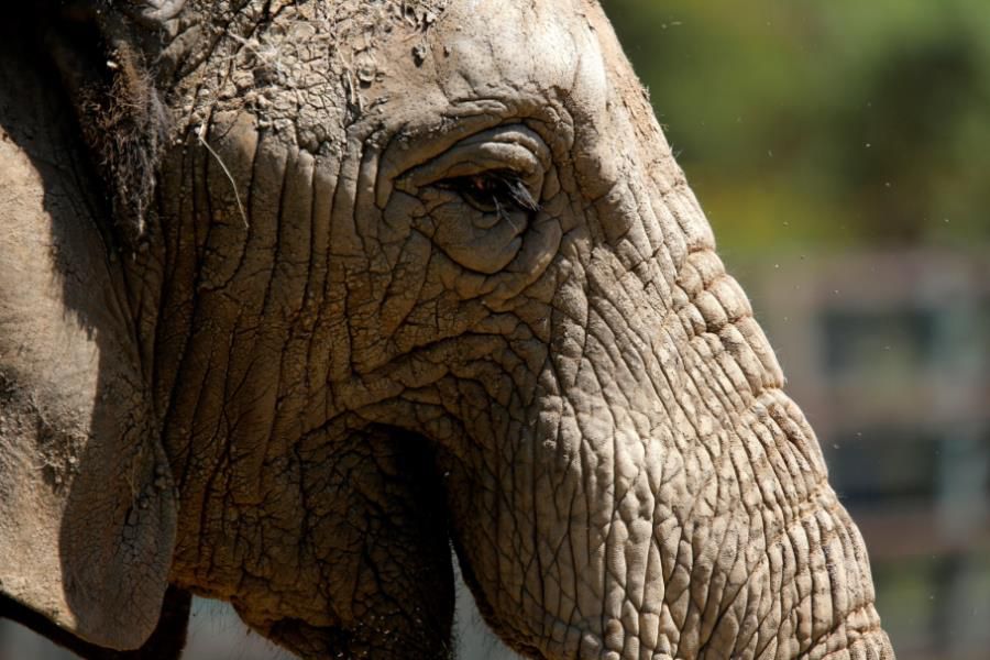 Animals at Joburg Zoo in Johannesburg