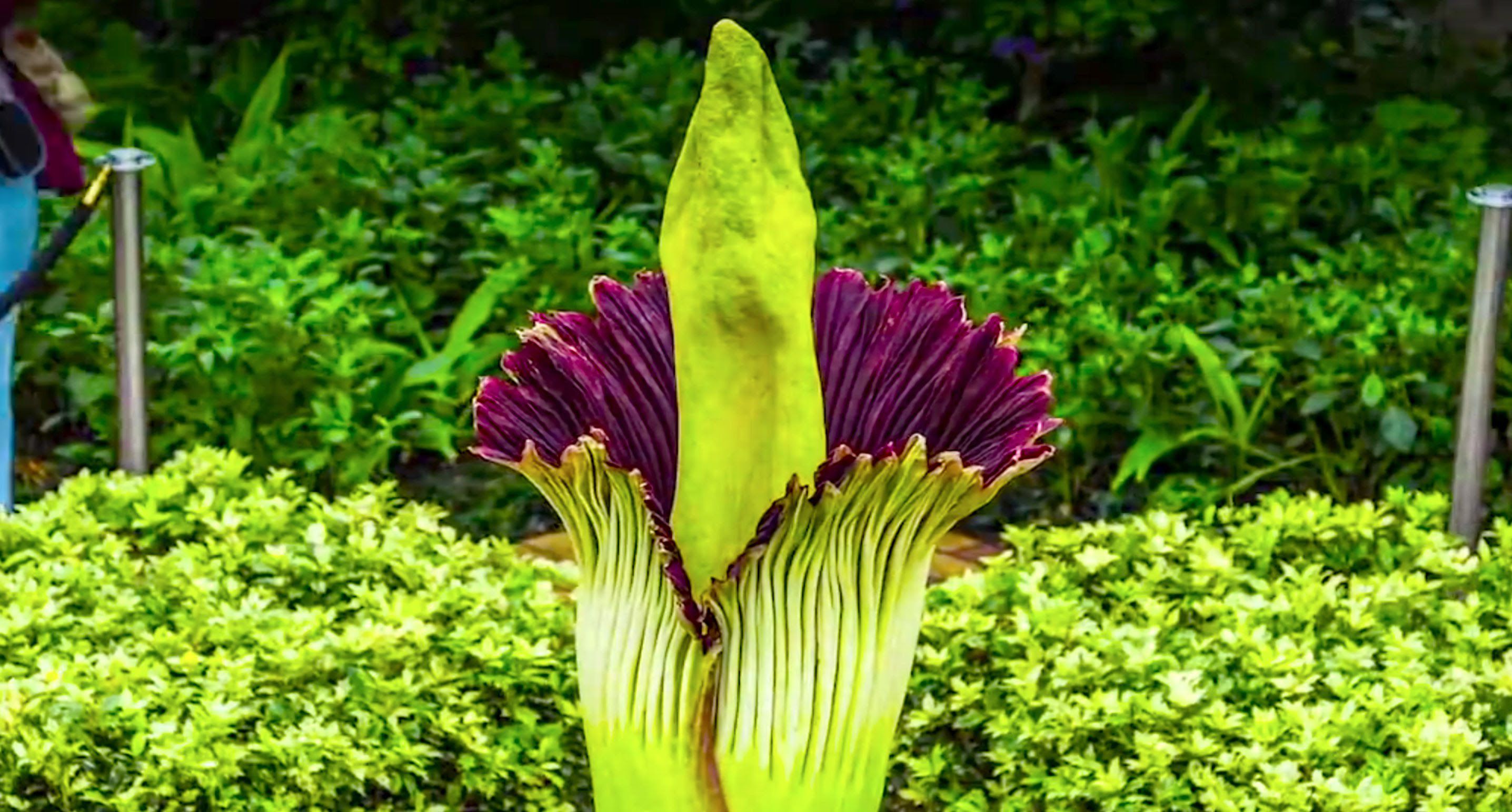 Corpse Flowers Bloom For First Time In 10 Years Out West