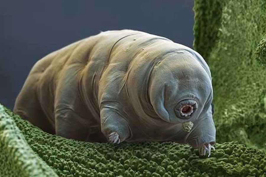 tardigrado