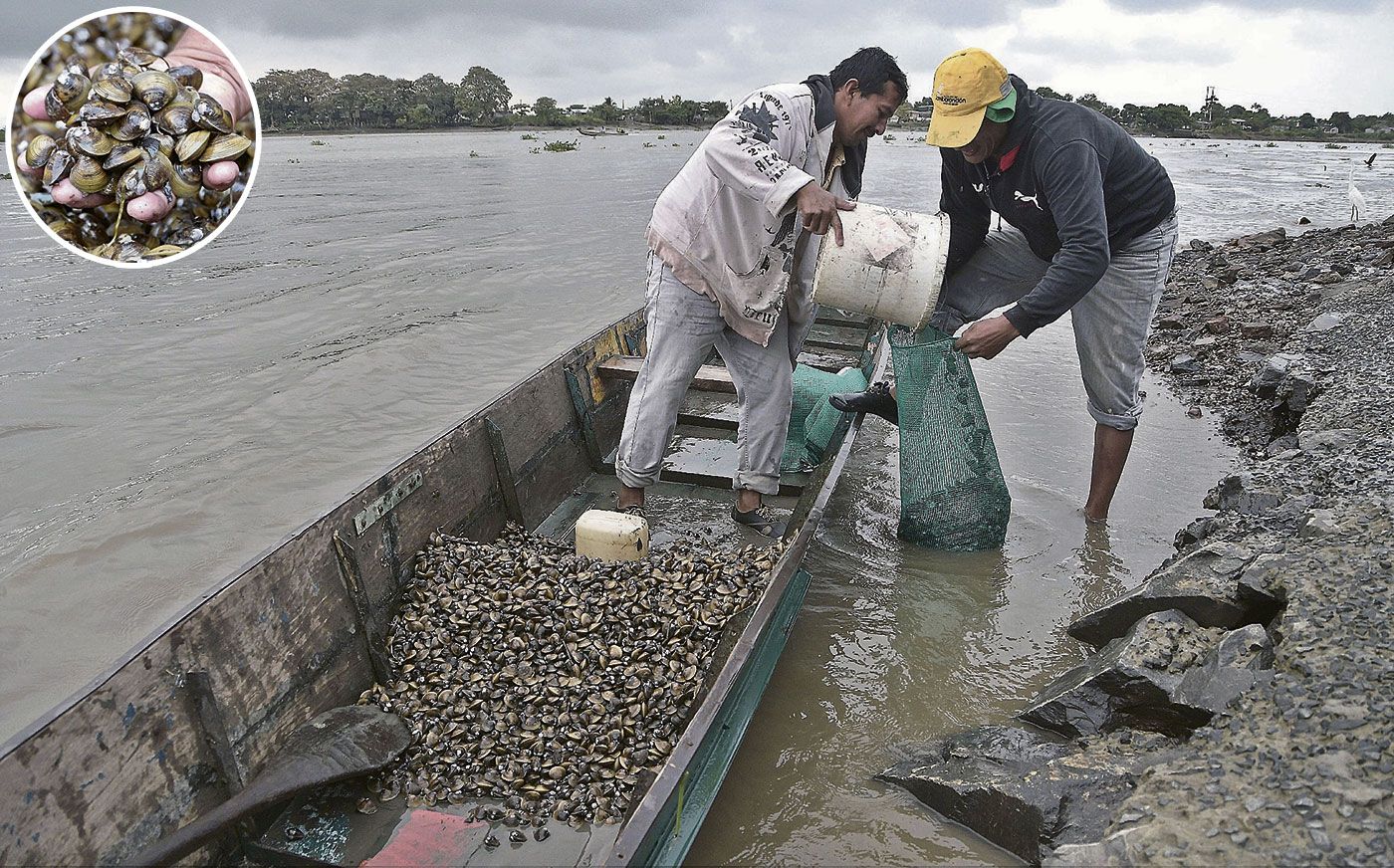 La recolección de almejas es una tradición que se resiste a desaparecer |  Comunidad | Guayaquil | El Universo