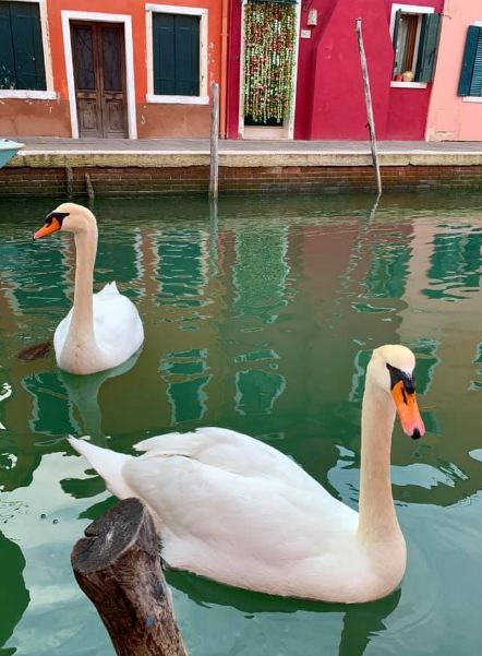 Cisnes en Venecia