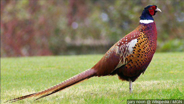 Kansas Pheasant & Quail Hunting Regulations