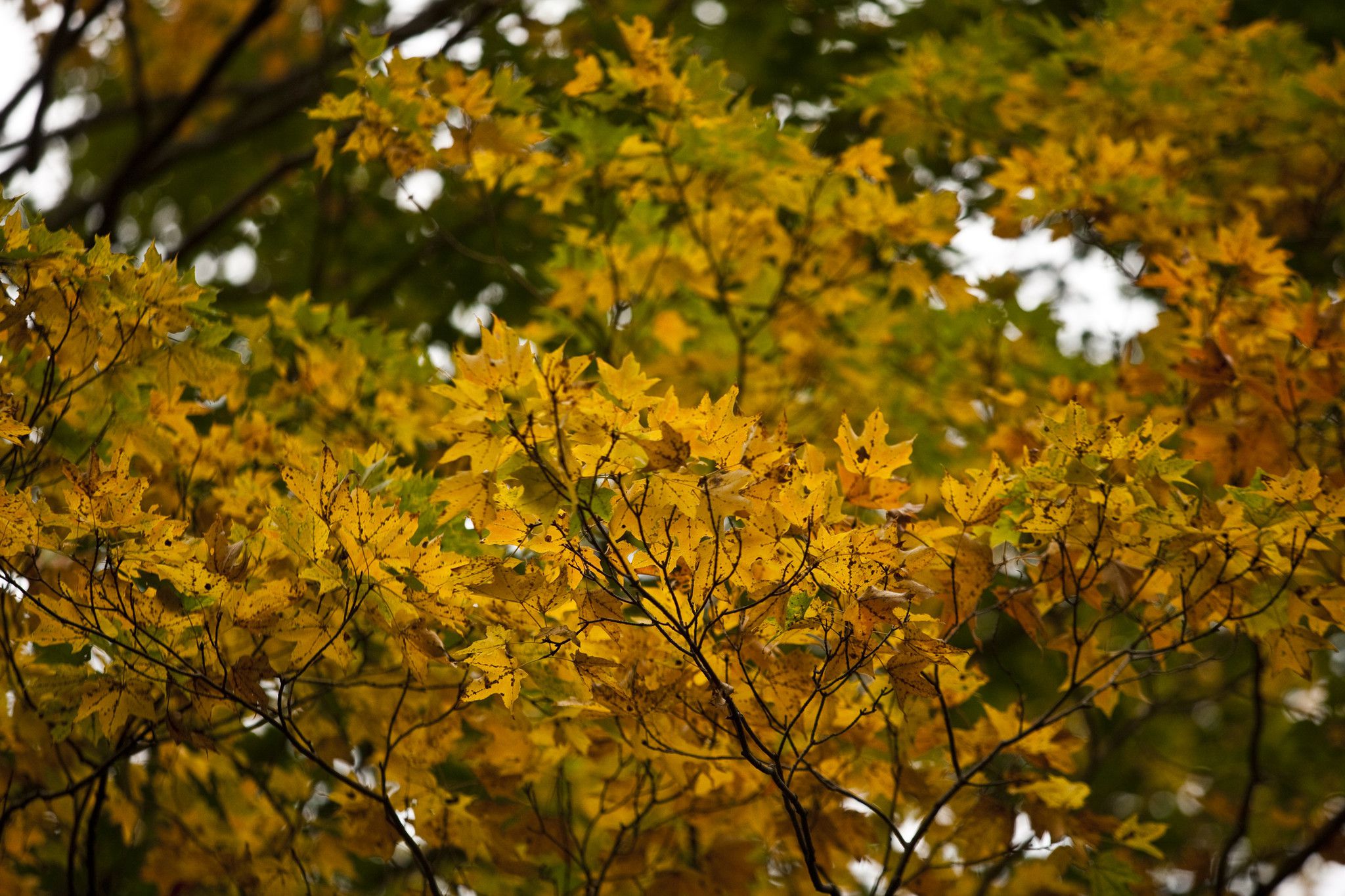 bosque otoño crecimiento eco Árbol platero cortina 