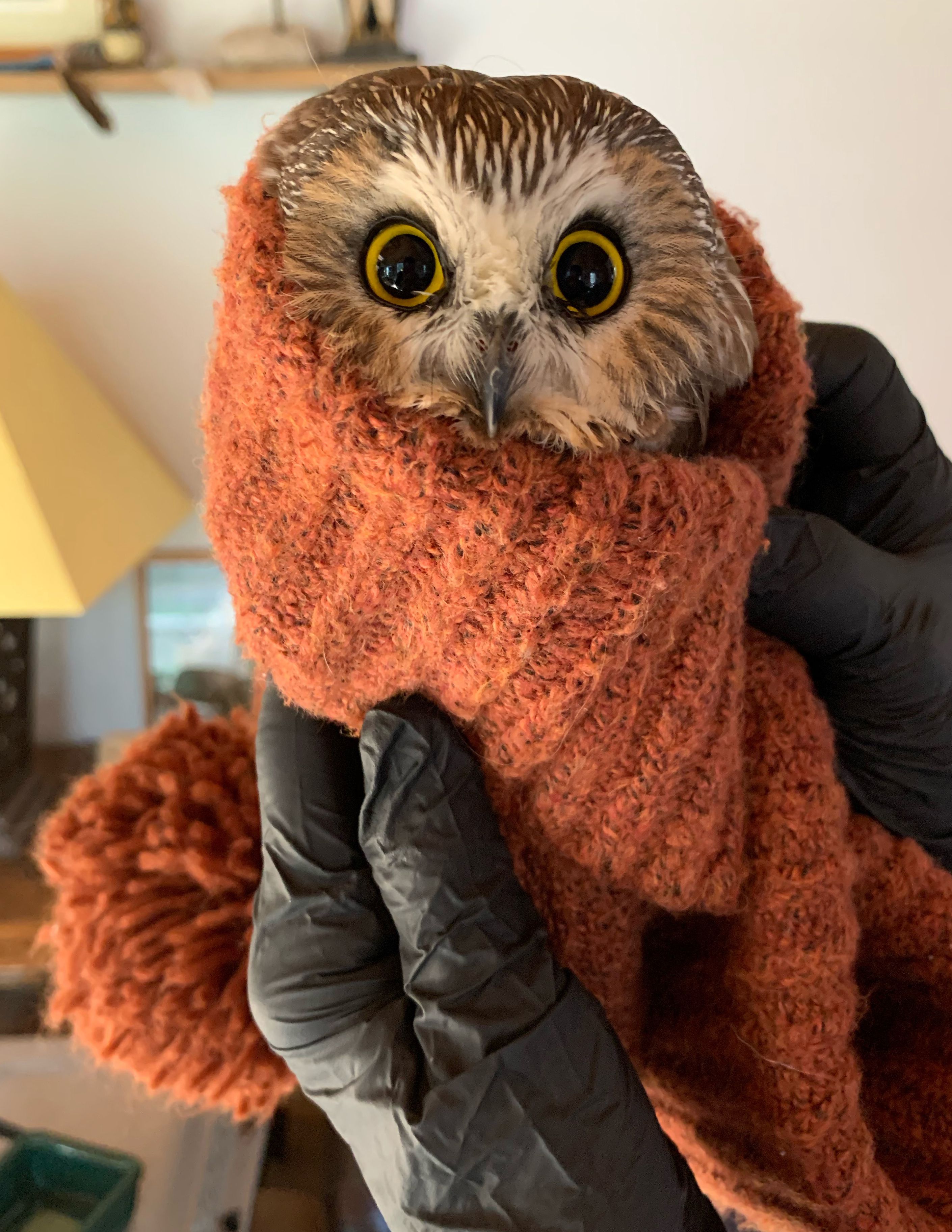 MEET THE OWLS There is - Saugerties Chamber of Commerce