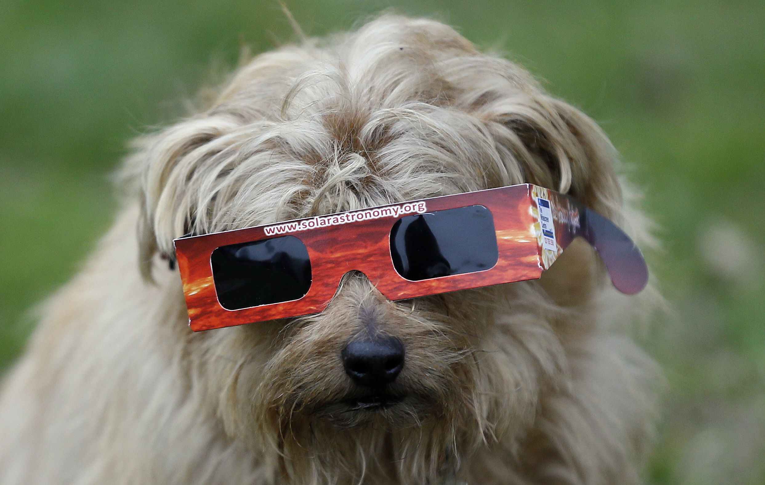 how will the eclipse affect my dog