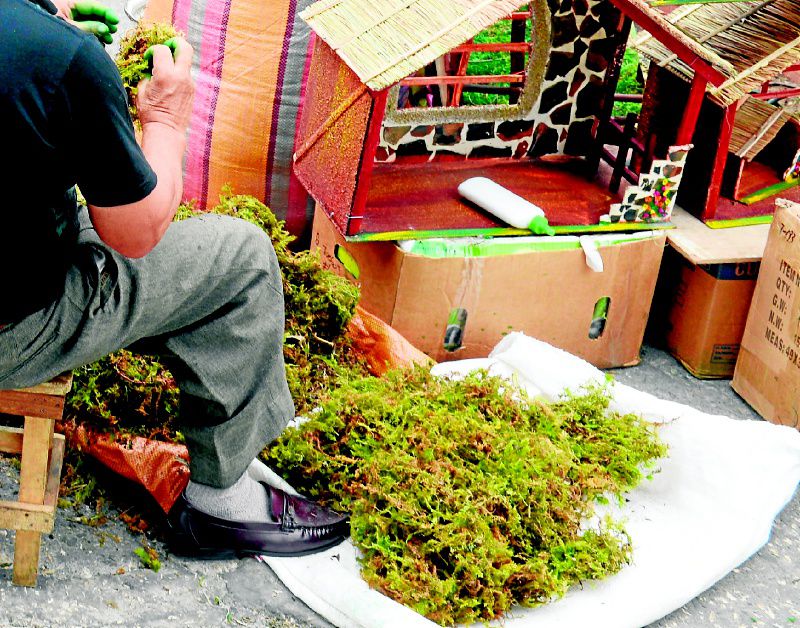 Usar musgo en el pesebre puede ser delito ambiental en Ecuador, Ecología, La Revista