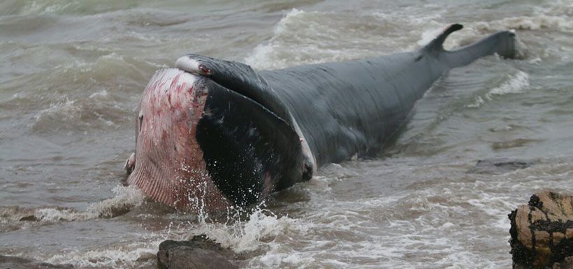 ARICA Una Ballena varó en playa de Arica