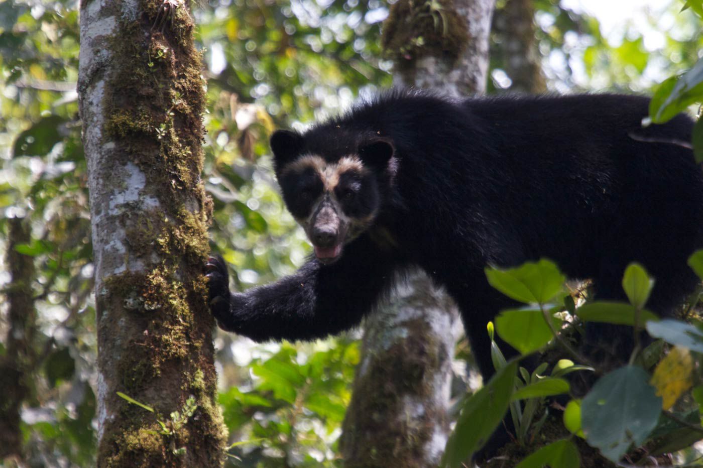 Más osos andinos en corredor ecológico | Ecología | La Revista | El Universo