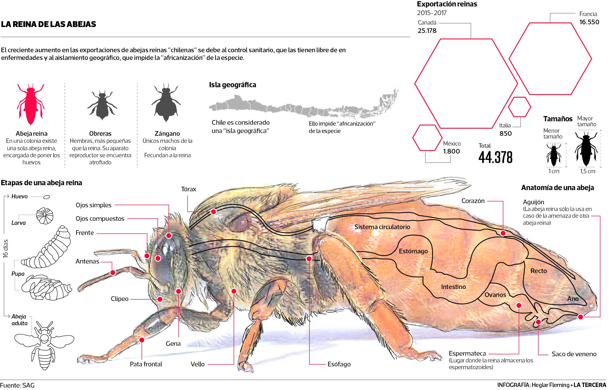 TEN-abeja.jpg