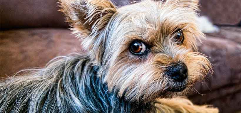 yorkshire-terrier