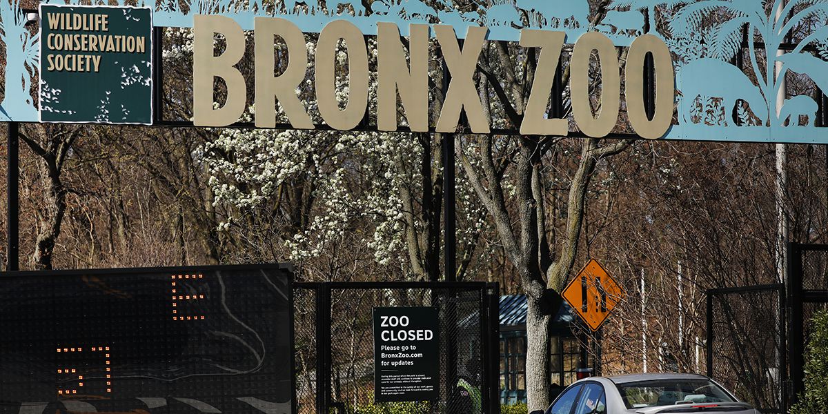 Coronavirus in US: Tiger at NYC's Bronx Zoo tests positive for