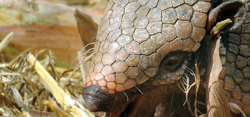 GERMANY-ZOO-ANIMAL-FEATURE-ARMADILLO