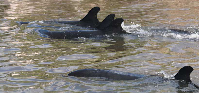 delfines-florida-atrapados2