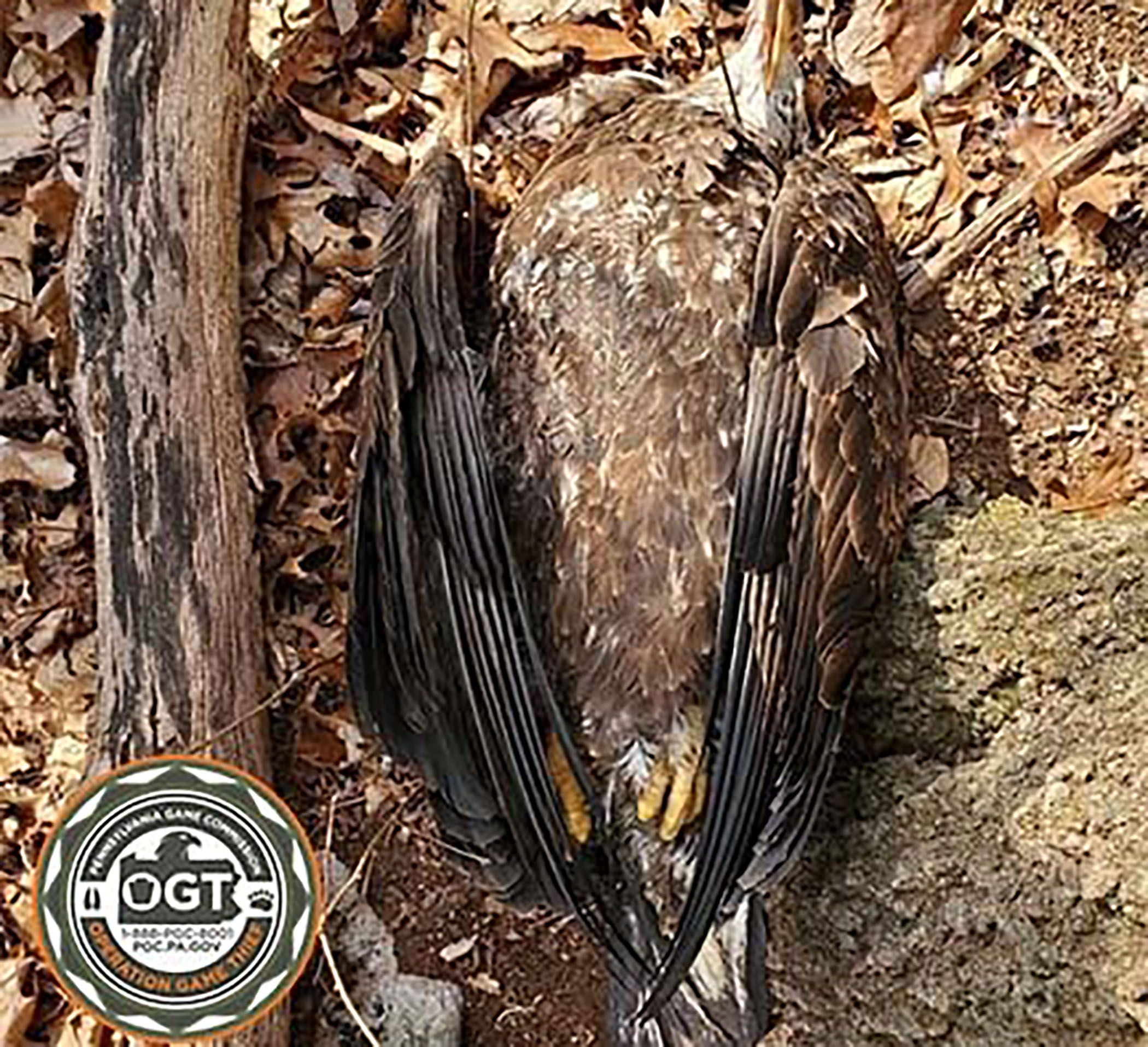 Pa. Game Commission investigates bald eagle death in Washington County