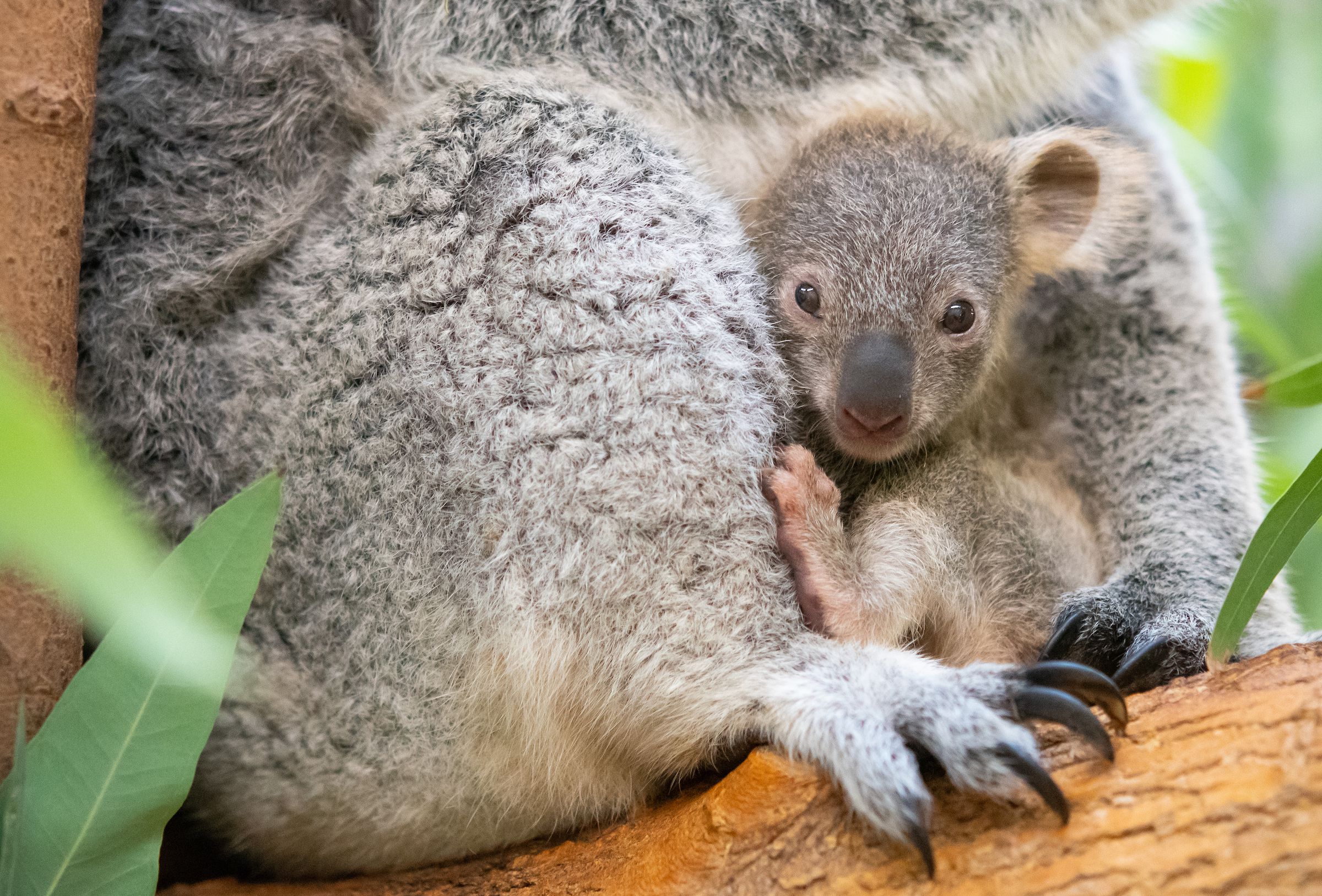 A Grant For The Cod Submarine Memorial And A Baby Koala Born In Cleveland Cleveland Com