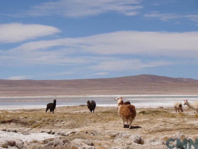 salar de huasco