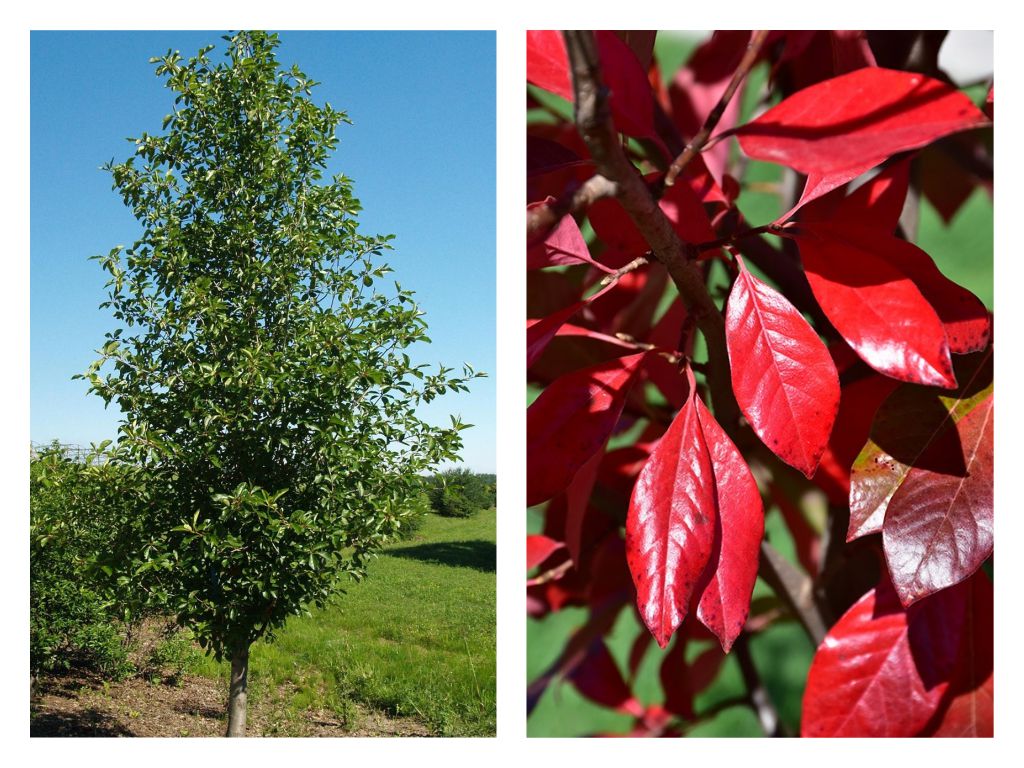 Two of the most stunning fall foliage trees for smaller yards ...