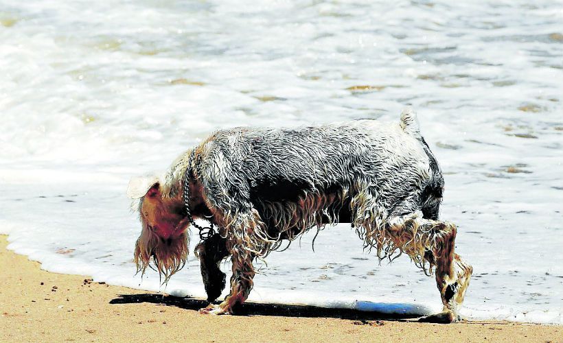 imagen-perros-playa-7439