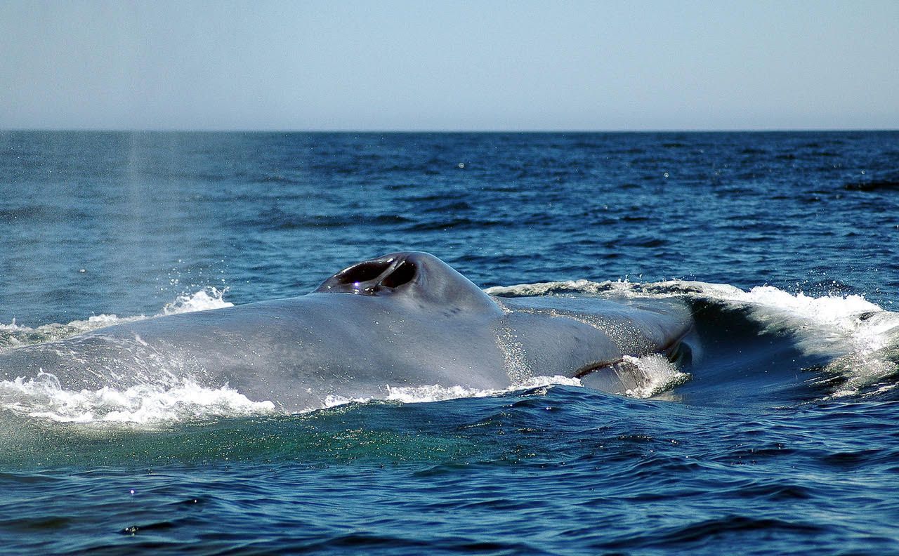 Ballena azul en las cercanías a a isla Guafo. © R. Hucke-Gaete (UACH-CBA, 2012).