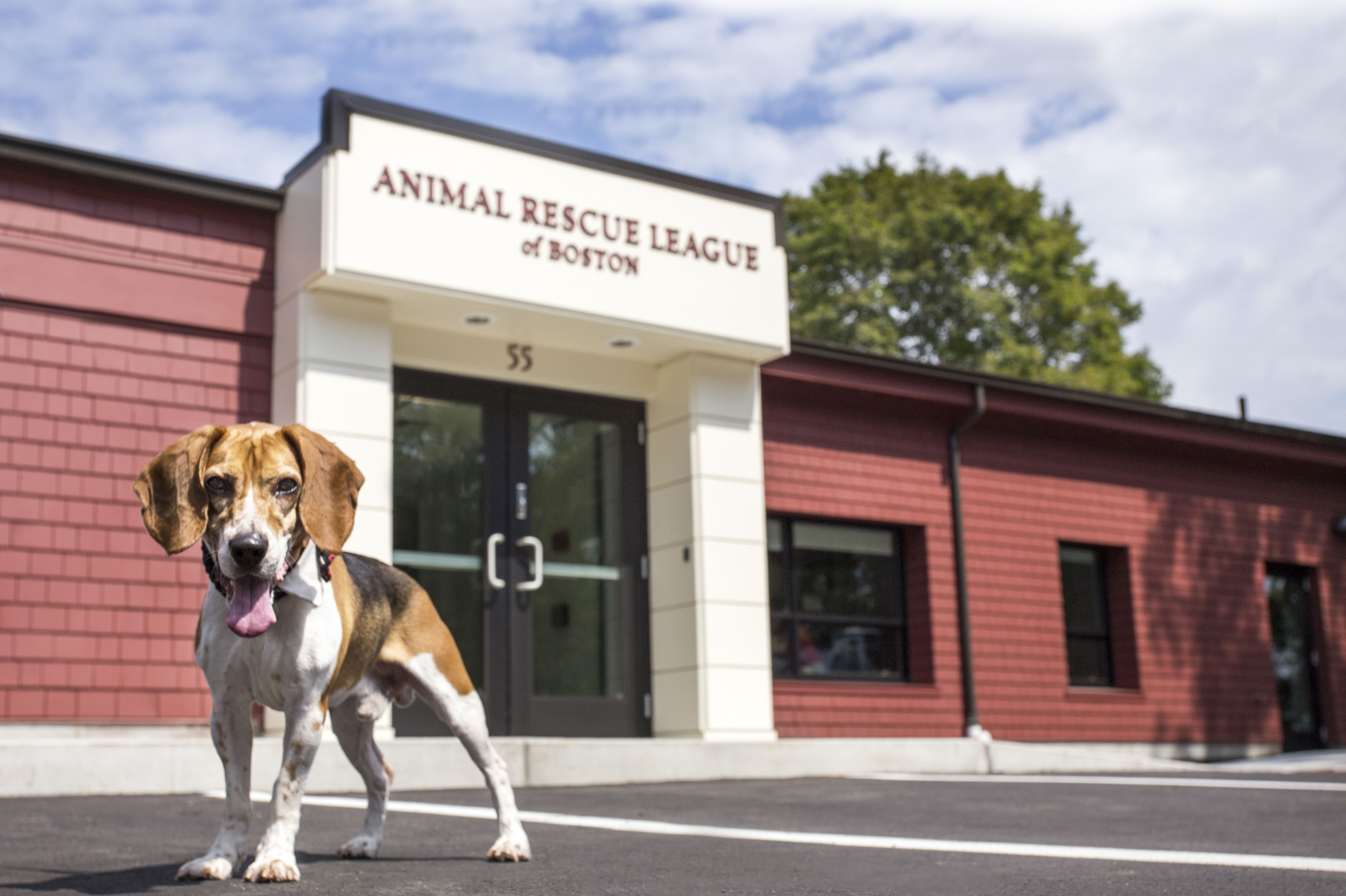 Animal Rescue League breaks ground on $ million expansion in Dedham -  The Boston Globe
