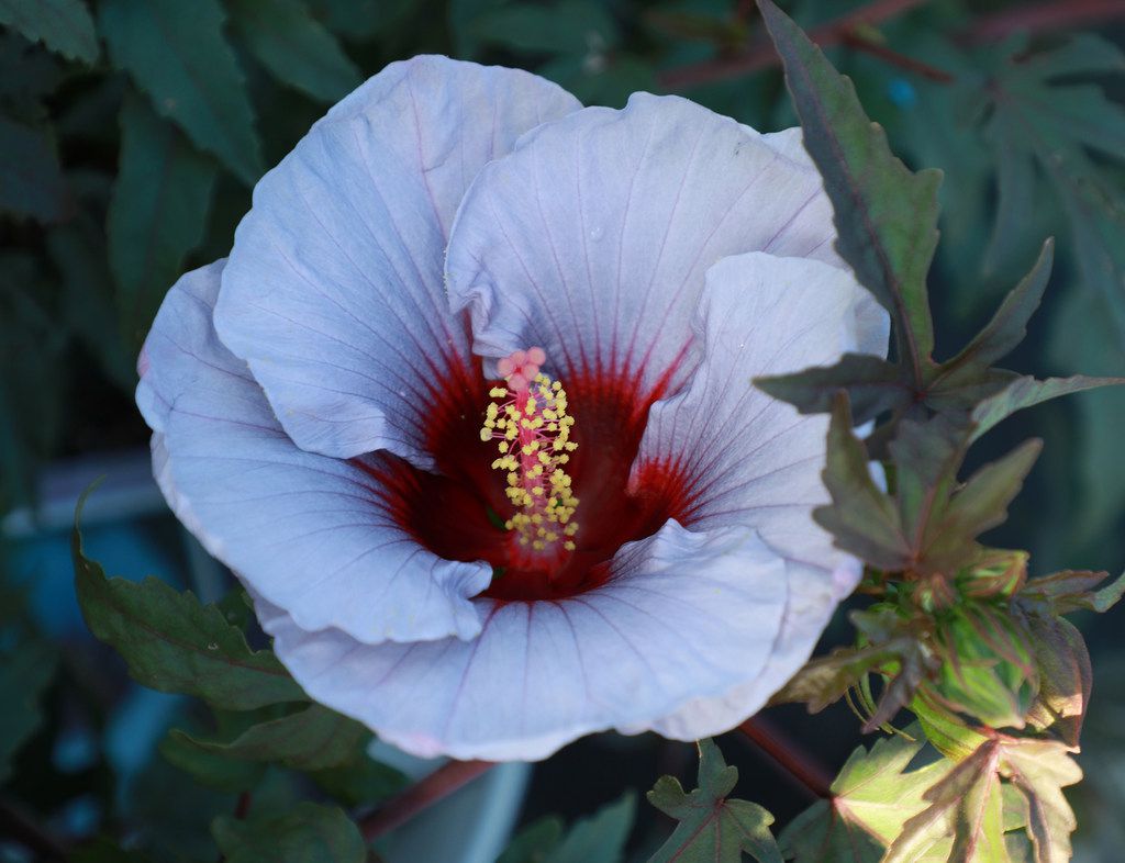 New Texas Bred Blue Hibiscus Flowers Arrive In Stores This Weekend