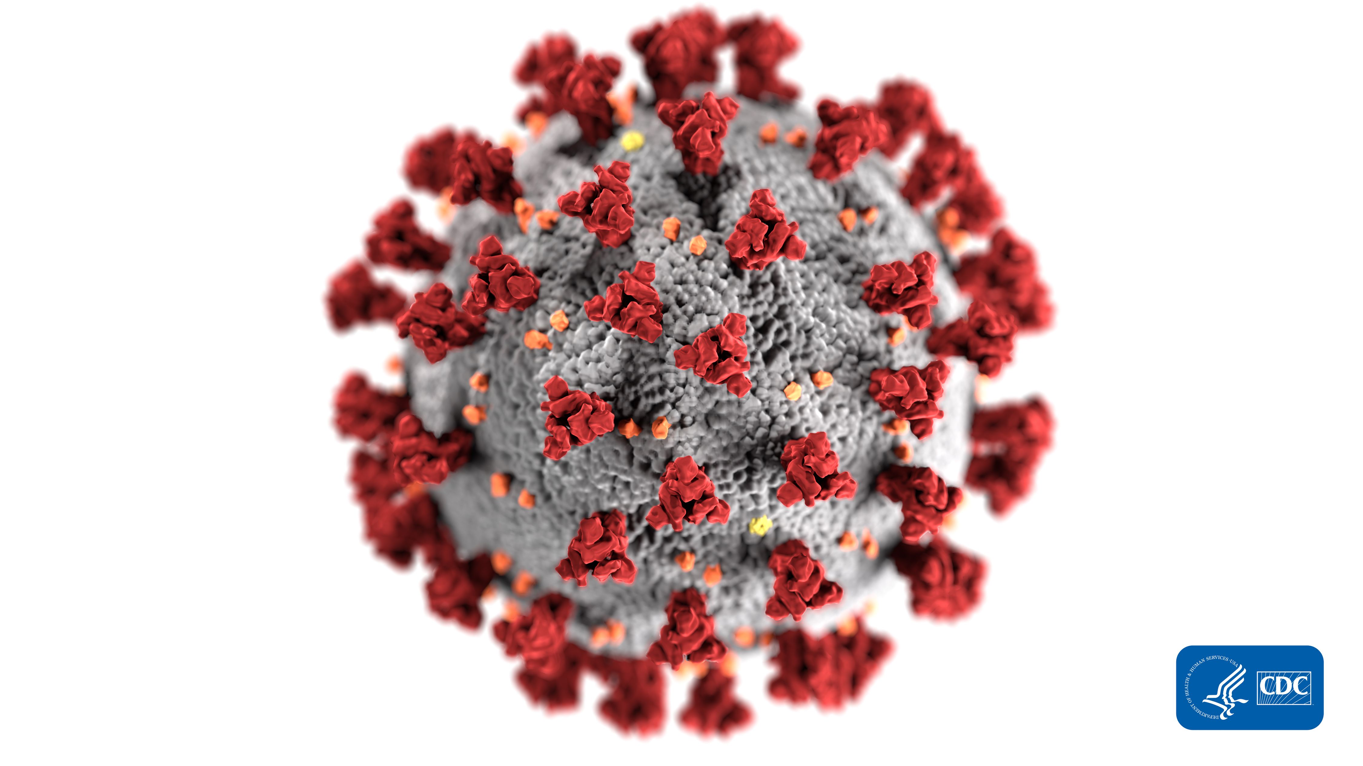 Microscopic view of COVID-19
This illustration, created at the Centers for Disease Control and Prevention (CDC), reveals ultrastructural morphology exhibited by coronaviruses seen in an image released to the media by the Center for Disease Control and Prevention. Note the spikes that adorn the outer surface of the virus, which impart the look of a corona surrounding the virion, when viewed electron microscopically. A novel coronavirus, named Severe Acute Respiratory Syndrome coronavirus 2 (SARS-CoV-2), was identified as the cause of an outbreak of respiratory illness first detected in Wuhan, China in 2019. The illness caused by this virus has been named coronavirus disease 2019 (COVID-19). (Photo by Center for Disease Control and Prevention via Sipa USA) EDITORIAL USE ONLYNo Use UK. No Use Germany.