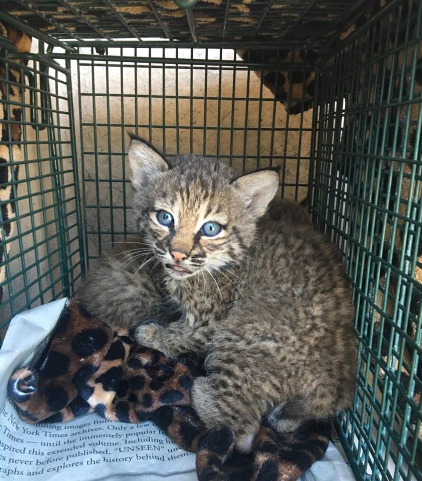 Texas Family Lied About Where They Found Bobcat Kittens That Bit Them Authorities Say