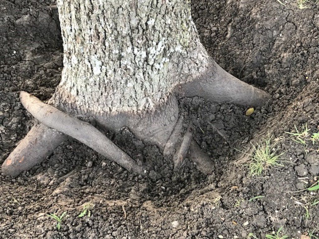 What is the Base of a Tree Called? Uncovering the Roots.
