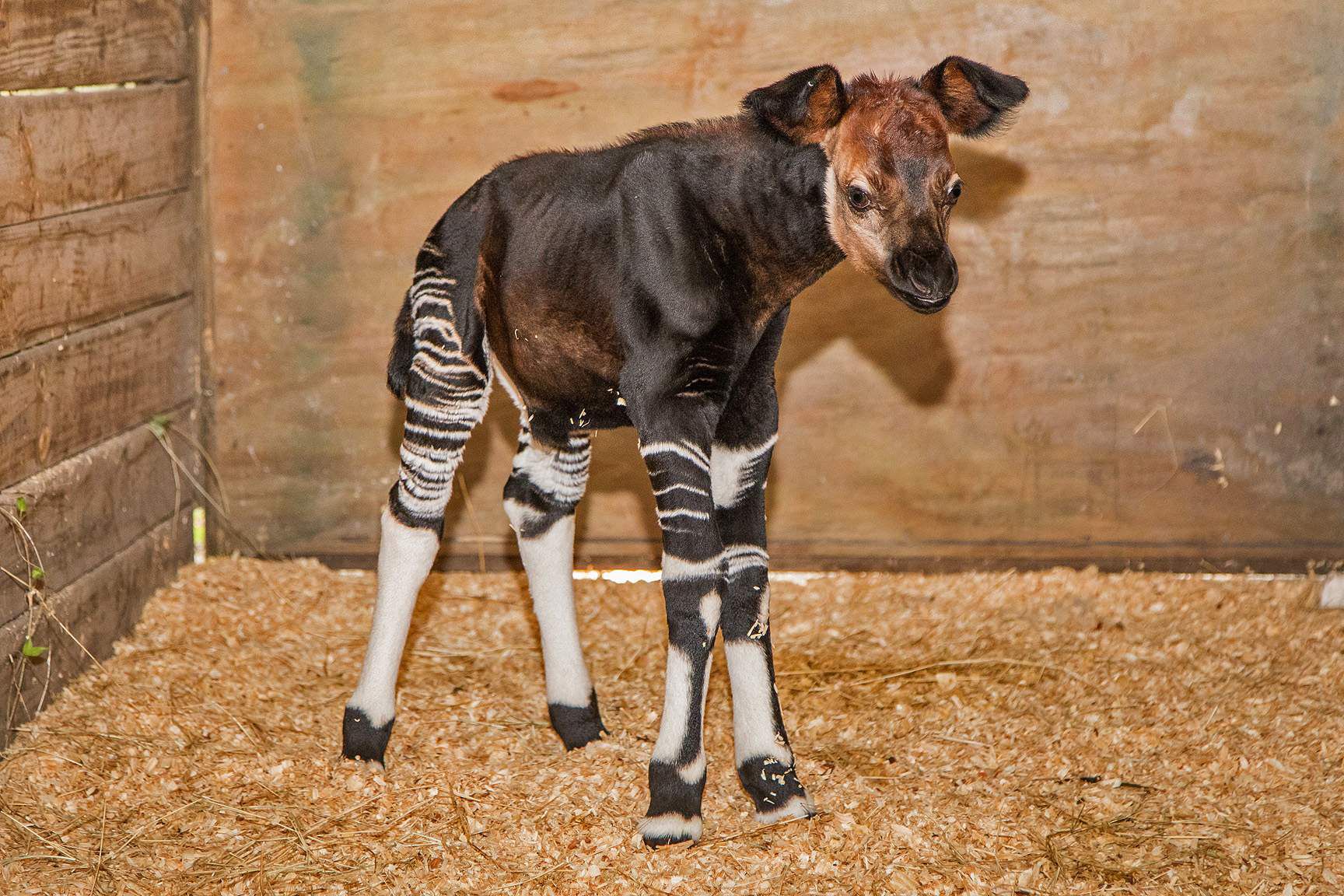Super cute, endangered giraffe-like baby okapi born at ZooTampa